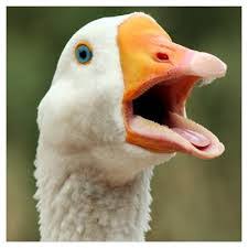 Image result for goose