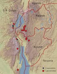 Image result for Impatiens gesneroidea