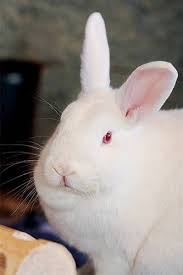 Adopt Buggzie At Best Friends Animal Sanctuary New Zealand Rabbits Rare Albino Animals Albino Animals