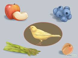 How To Care For Your Canary Canary Birds Pet Birds Bird Care