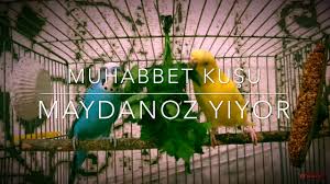 Muhabbet Kusu Maydanoz Yer Mi Net Goruntu Youtube