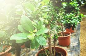 Tn tree nursery is a leading native plant nursery located in middle tennessee. 7 Utah County Nurseries Where You Can Replace Your House Plants Local News Heraldextra Com