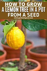 How To Grow A Lemon Tree In A Pot From A Seed Lemon Tree Patio Plants Lawn And Garden