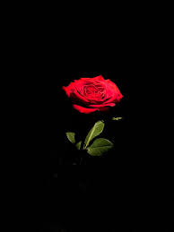 Red roses represent love and white flowers symbolise purity and innocence. Flowers That Mean Love 2 Send Fresh Flowers Online Flower Delivery In Pakistan The Flower Studio