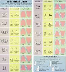 Tooth Eruption Chart Langwinska Dentistry