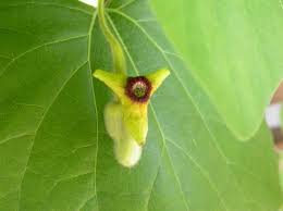 Image result for Aristolochia hockii