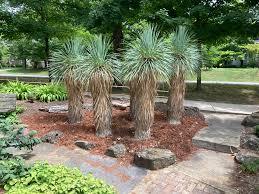 Image result for Yucca