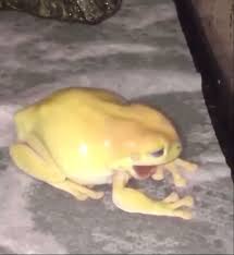 Black And Yellow Frog Animal Crossing Pin By Izzy On Froggies In 2020 Funny Frogs Cute Frogs Cute Reptiles