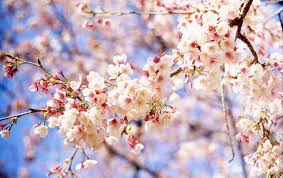I know everyone hates authors notes. Haiku Poetry About Japan S Cherry Blossoms