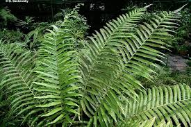 Image result for Pneumatopteris