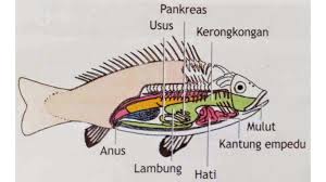 Terdapat haiwan yang mempunyai kaki panjang dan berotot kuat untuk membantunya berlari dan. Kingdom Animalia Pengertian Ciri Klasifikasi Contoh Sistem Organ