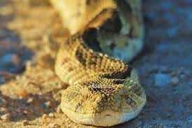 Puff adder (Bitis arietans) - JungleDragon