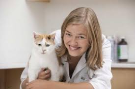 Once your cat is older than one year, they should be fine only being fed once a day but this can differ with each cat and they might still need feeding twice. How Often You Feed Cats Could Be Critical For Their Health Here S What You Need To Know