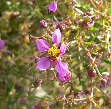 Image result for Fagonia