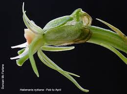 Image result for Habenaria nyikana