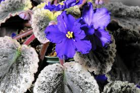 Maybe you would like to learn more about one of these? In Right Conditions Colorful African Violets Bloom Year Round Chicago Tribune