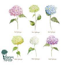 Hydrangea is a beautiful flower native to asia and the americas. Floresdeleste On Twitter Do You Know The Meaning Of Hydrangeas Colors You Will Know It Floresdeleste Beauty Perfection