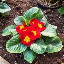 Image result for Primulaceae