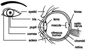 Four sets of these muscles are straight muscles; The Anatomi Of Human Eye Coloring Pages Bulk Color Eye Anatomy Anatomy Of The Eye Eye Anatomy Diagram