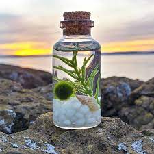 Baby Moss Ball Pet Alchemist Terrarium Marimo Moss Ball Moss Ball Aquarium Diy Moss Balls