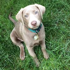 The labrador retriever originated on the island of newfoundland. Silver Lab The Facts About Silver Labrador Retrievers