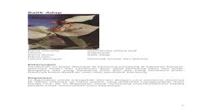 Daun salam syzygium polyanth 22. Crld Rglrr1dum