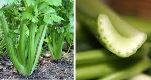 Keeping calories low in most high volume meals involves scaling back on fat intake. The 40 Best Low Calorie Foods