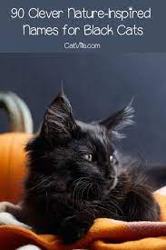 90 Cute Clever Nature Names For Black Cats Names For Black Cats Cute Cat Names Girl Cat Names