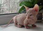 Mexican Hairless Cat - PoC