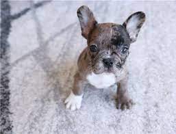 Below is a sample search of our french bulldog breeders with puppies for sale. French Bulldog Puppies For Sale Atlanta Ga 298446