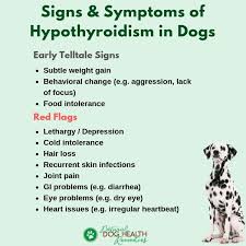 Thyroid gland adenocarcinoma in dogs. Symptoms Of Hypothyroidism In Dogs Warning Signs Red Flags