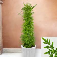 Image result for Lygodium