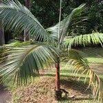 Image result for Acanthophoenix rubra