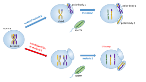 Difference Between Nondisjunction In Meiosis 1 And 2 Compare The Difference Between Similar Terms