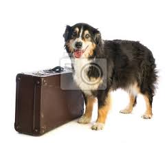 Maybe you would like to learn more about one of these? Tricolor Black Australian Shepherd With Suitcase Fototapete Fototapeten Isoliert Rennen Kuhlen Myloview De