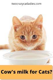 Should You Give Cow S Milk To Your Cat Healthy Cat Milk For Cats Cat Parenting