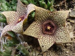 Image result for Orbea paradoxa