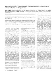 Image result for didymascella thujina