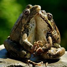 Frog Love Funny Animal Photos Funny Frogs Funny Animals