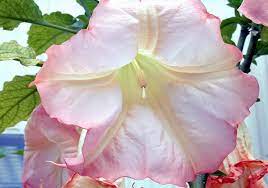 Two classes of hair types were observed, as found in earlier investigations of solanum and rhododendron. Solanaceae Wikipedia