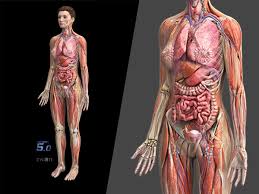 Produce ova and hormones estrogen and progestrone. Zygote Complete 3d Female Anatomy Model Medically Accurate Human