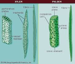 Xylem And Phloem Cells Biology Plants Biology Lessons Biology Classroom