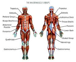 The muscles labelled in the anterior muscles diagram shown above are listed in bold in the following table there are over 630 muscles in the human body; Ys 2905 Diagram Of Muscles Of The Body Download Diagram