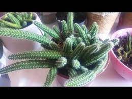 yilan kaktus yilan kaktusun bakimi cogaltilmasi ve sulanmasi nasil yapilir cactus flower youtube kaktus saksida cicekler cicek