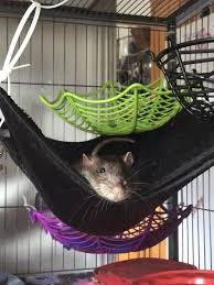 We rescue, reunite and rehome all species of animals. Vca All Pets Hospital 79 Photos 346 Reviews Veterinarians 269 S Van Ness Ave Mission San Francisco Ca Phone Number