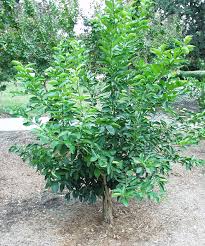 When working with this plant, be sure to wear heavy. Ufei Selectree A Tree Selection Guide