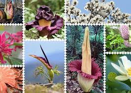 Image result for Amorphophallus