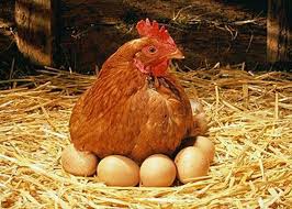 Image result for hen