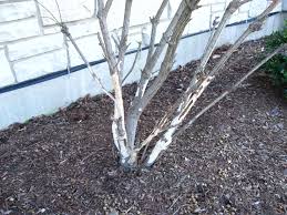 Rabbits damage shrubs by chewing off small branches and girdling large stems. Pin On Green Thumb