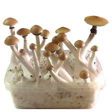 Smartshop Magic Mushrooms Magic Mushroom Growkits Growkit Psilocybe Cubensis Mazatapex 1200ml